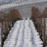 Le vigne in inverno